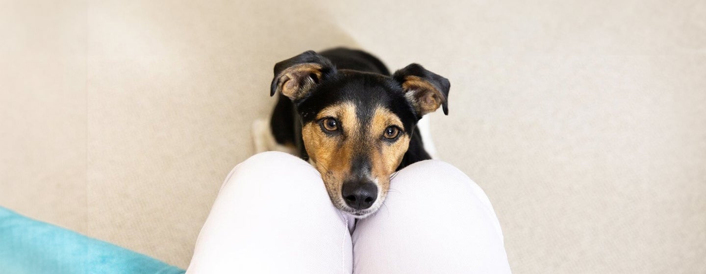 Caring for Your Deaf Dog