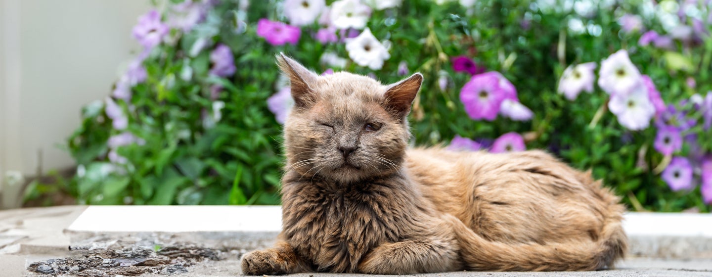 Cat Conjunctivitis: Symptoms and Treatment