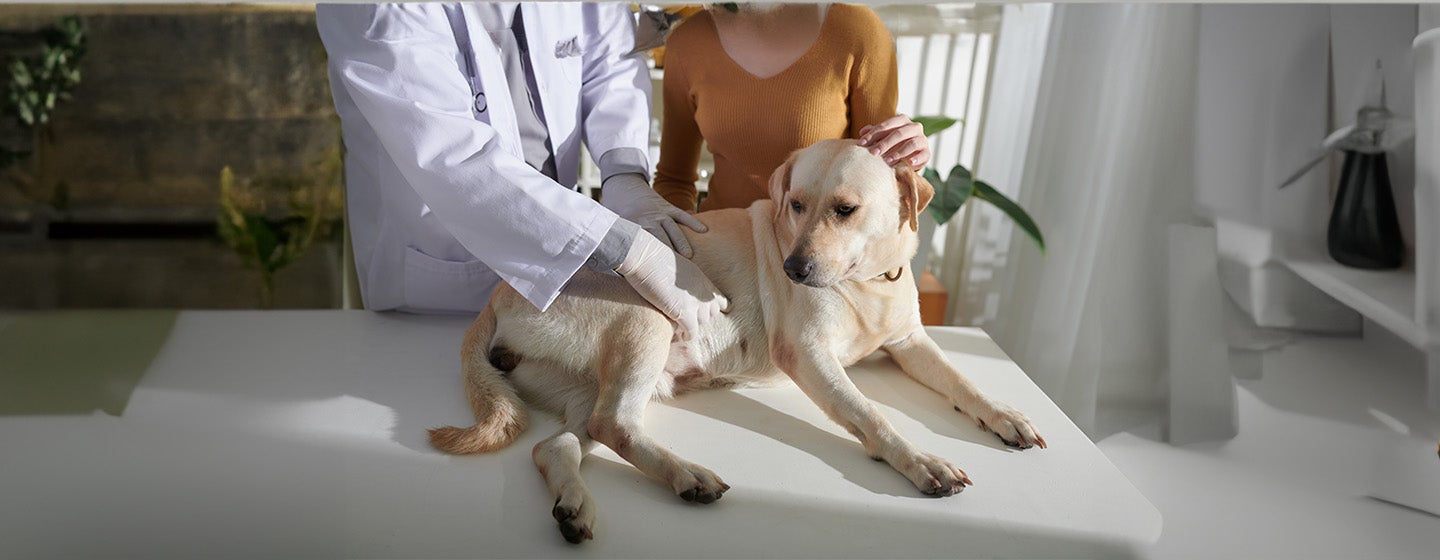 Cushing’s Disease in Dogs: Symptoms and Treatment