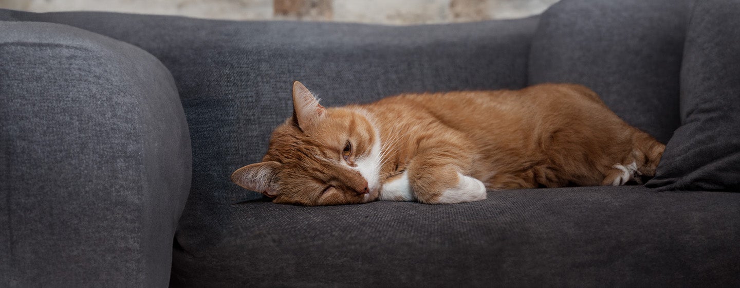 Do Cats Get Depressed? Here’s What You Should Know