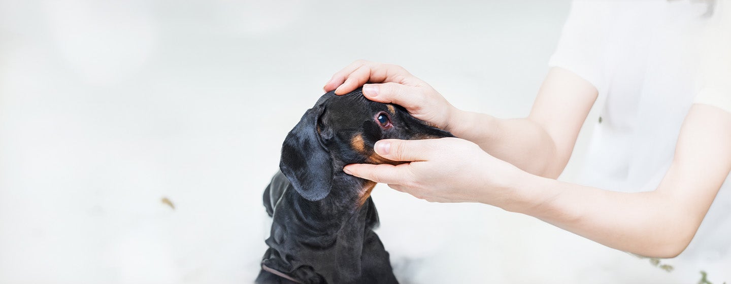 Dog Conjunctivitis: Symptoms and Treatment