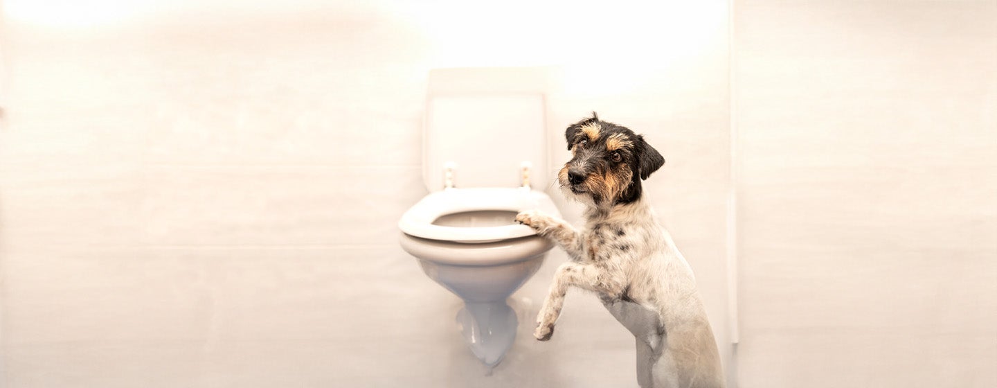 Dog Constipation: Everything You Need to Know