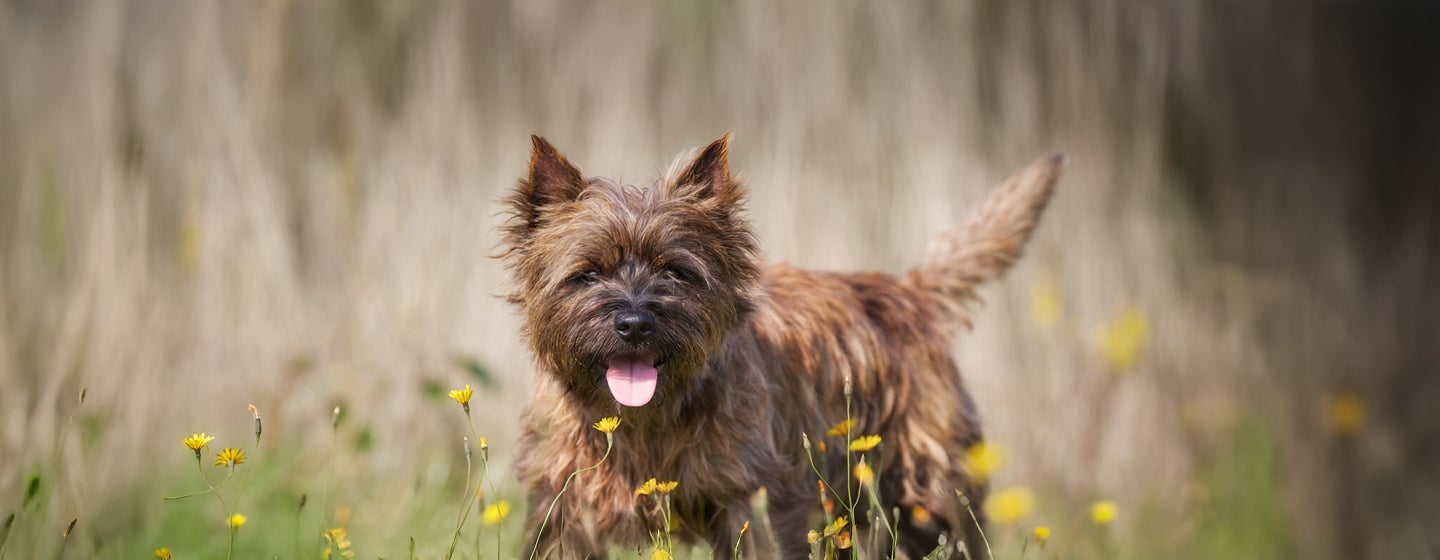 Famous Dogs throughout History