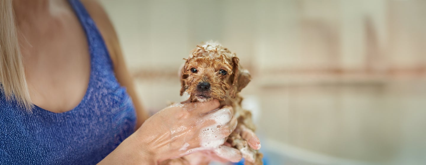First Puppy Bath - The Survival Guide.