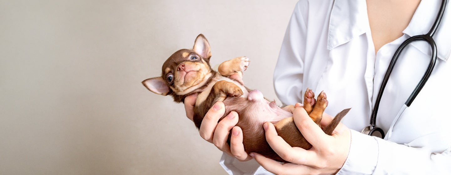 Hernias in Dogs: What You Need to Know