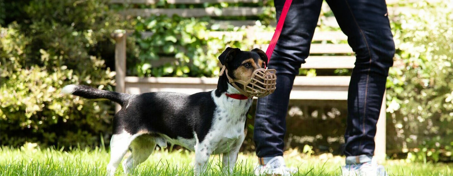 How to Stop Aggressive Dog Behaviour