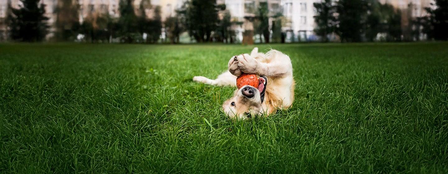 Stimulating Toys for Older Dogs