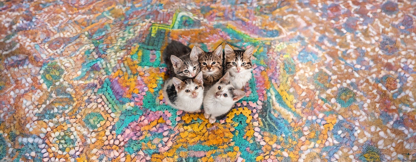 The Best Boy and Girl Kitten Names