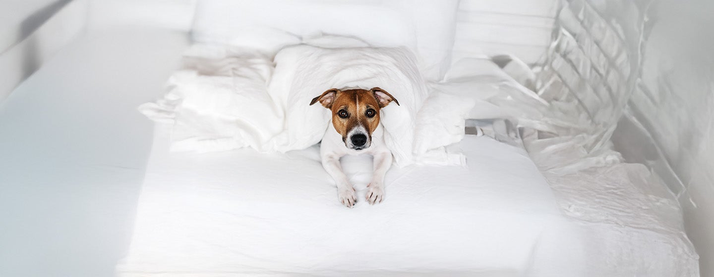 Tips for staying in a dog friendly hotel