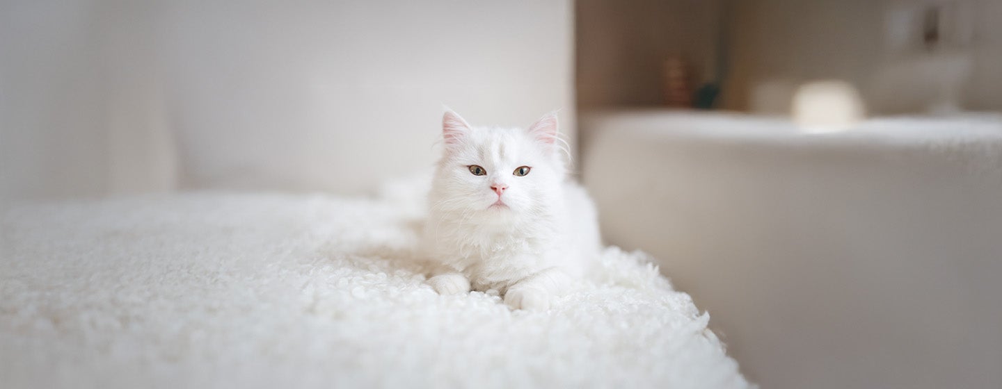 Top 10 White Cat Names