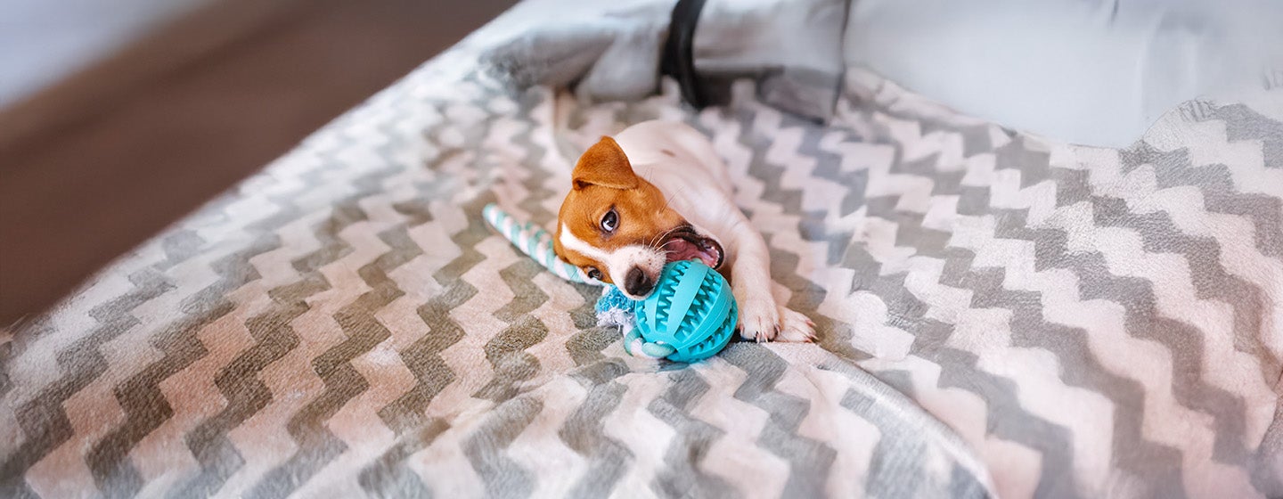What Can Dogs Chew On