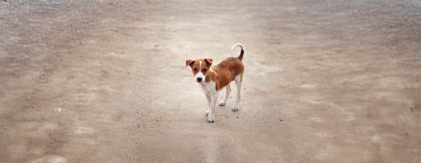 What to Do If You Found a Stray Dog?