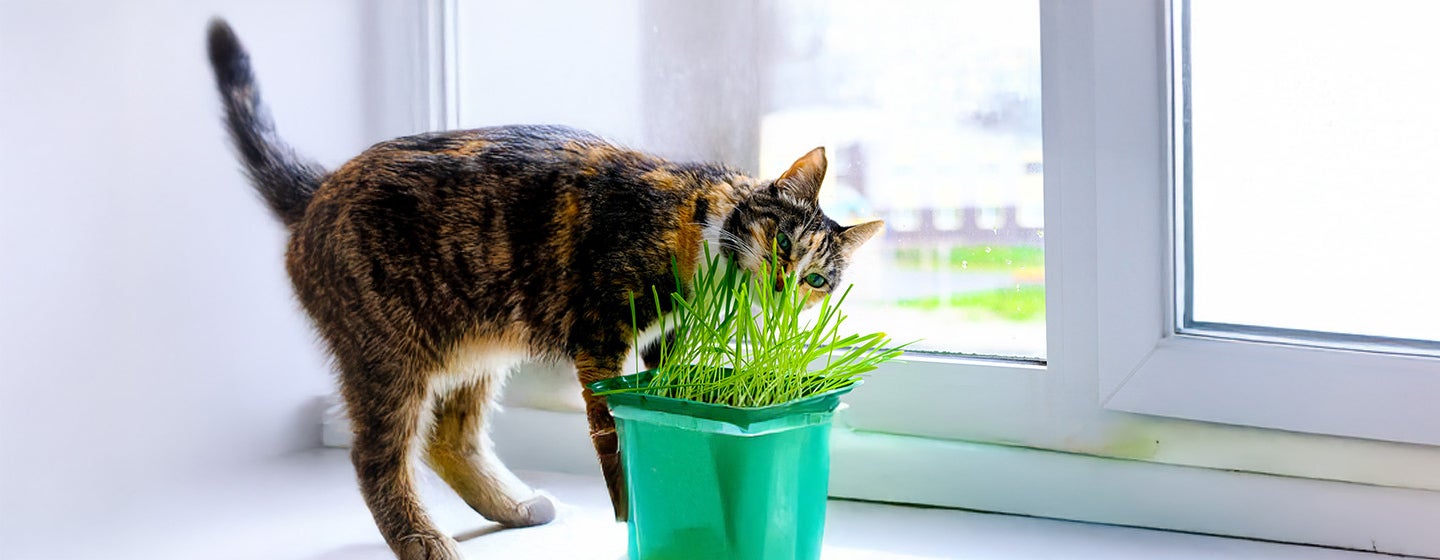 Why Do Cats Eat Grass?