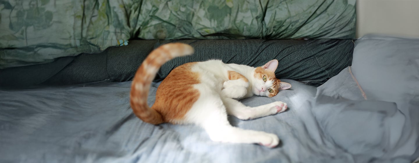 Why Do Cats Wag Their Tails