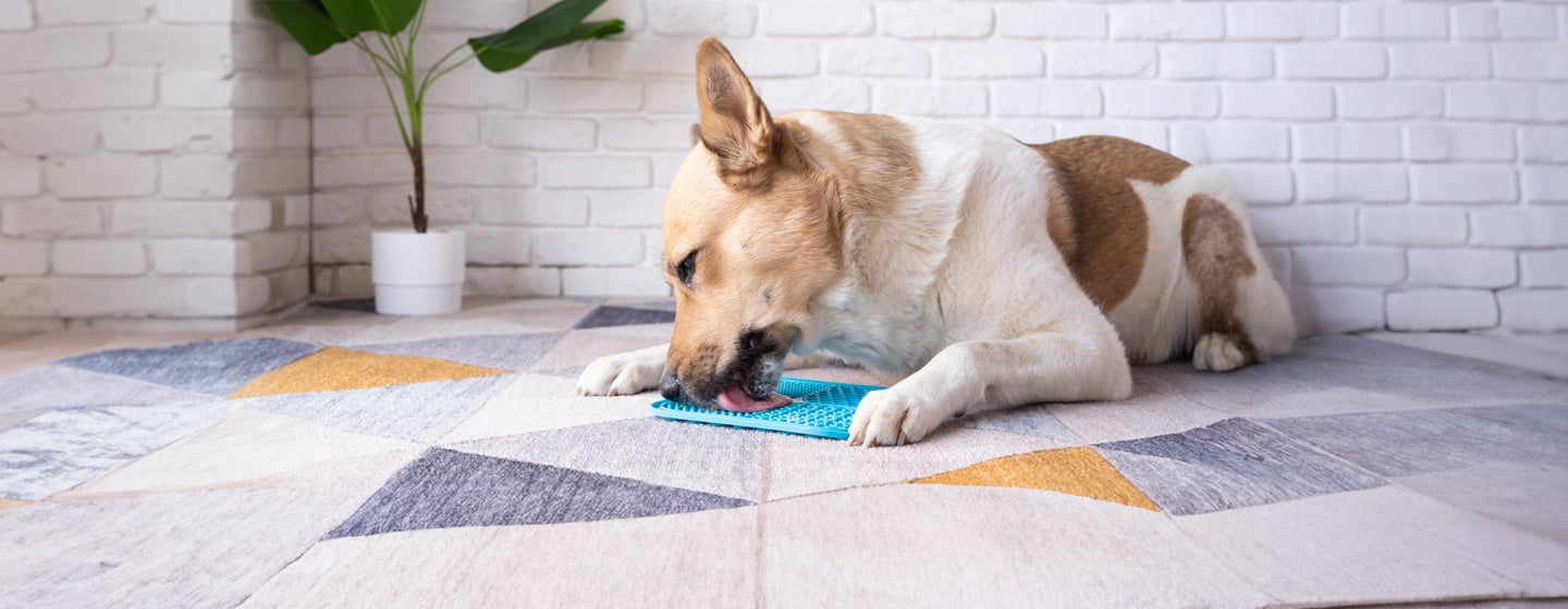 Why Do Dogs Lick Things