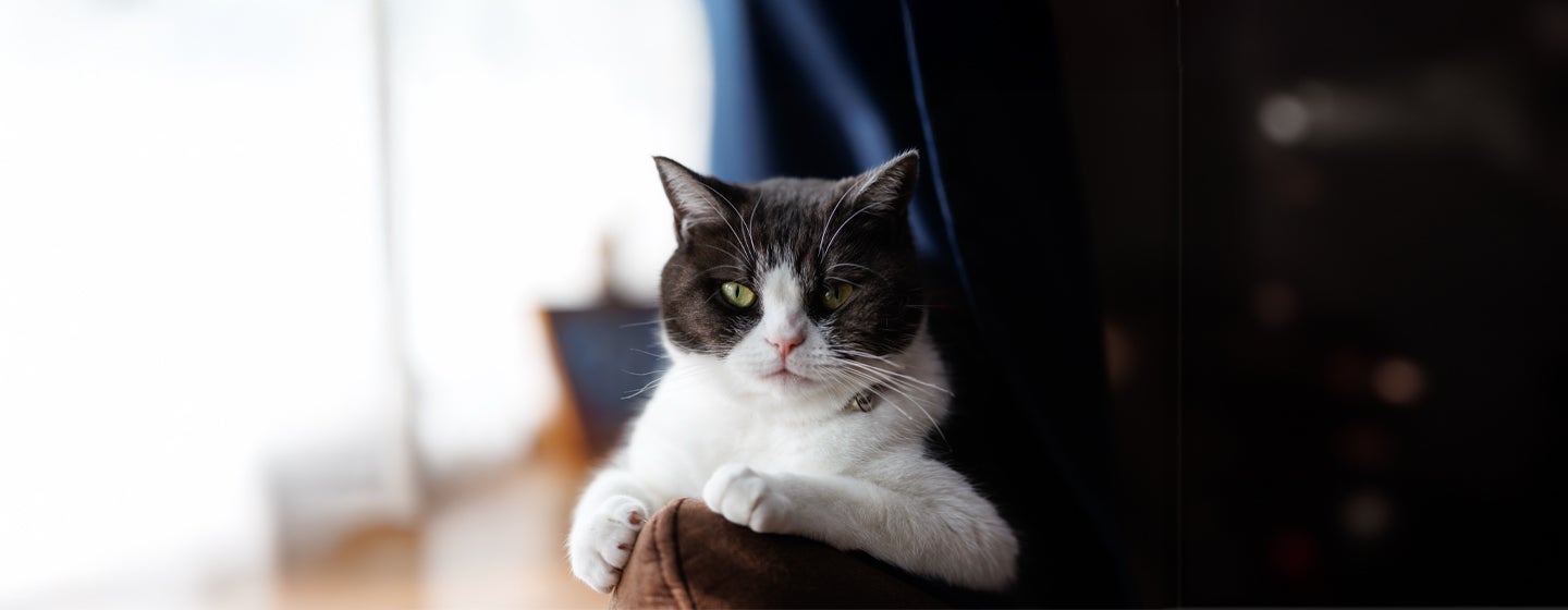 Why Does My Cat Stare at Me?