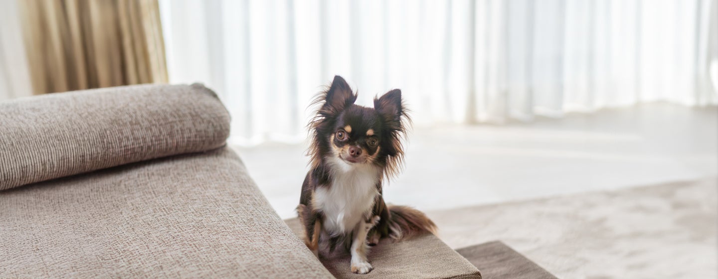 Why Does My Dog Stare at Me