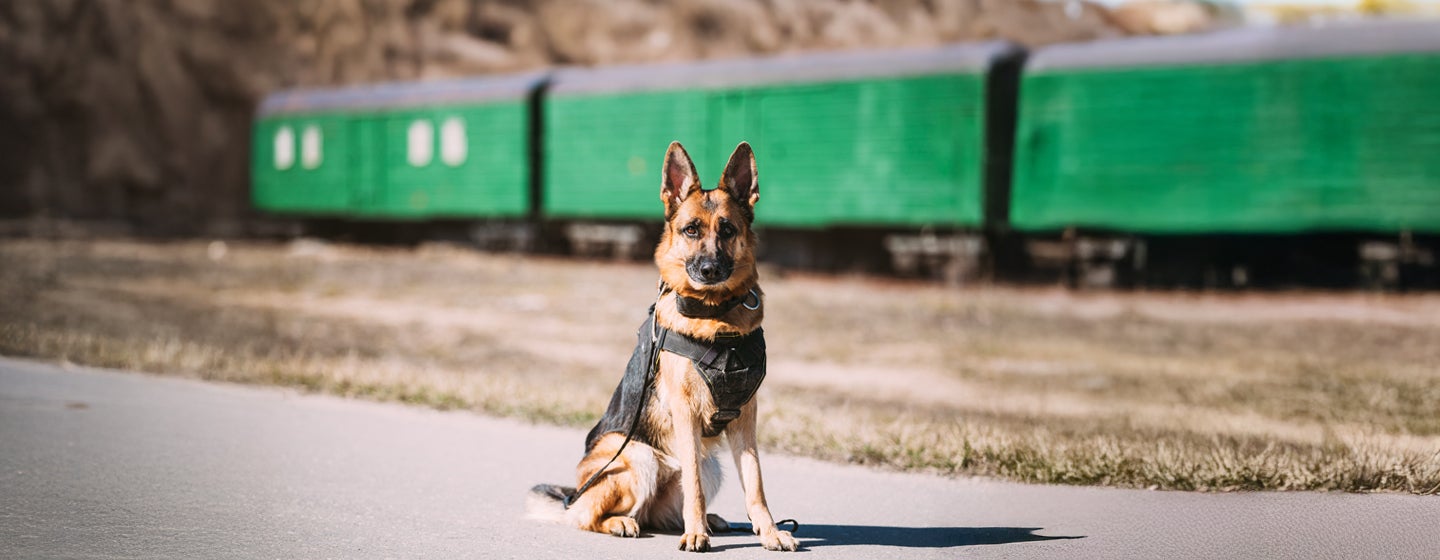 Working Dogs_Everything You Need to Know