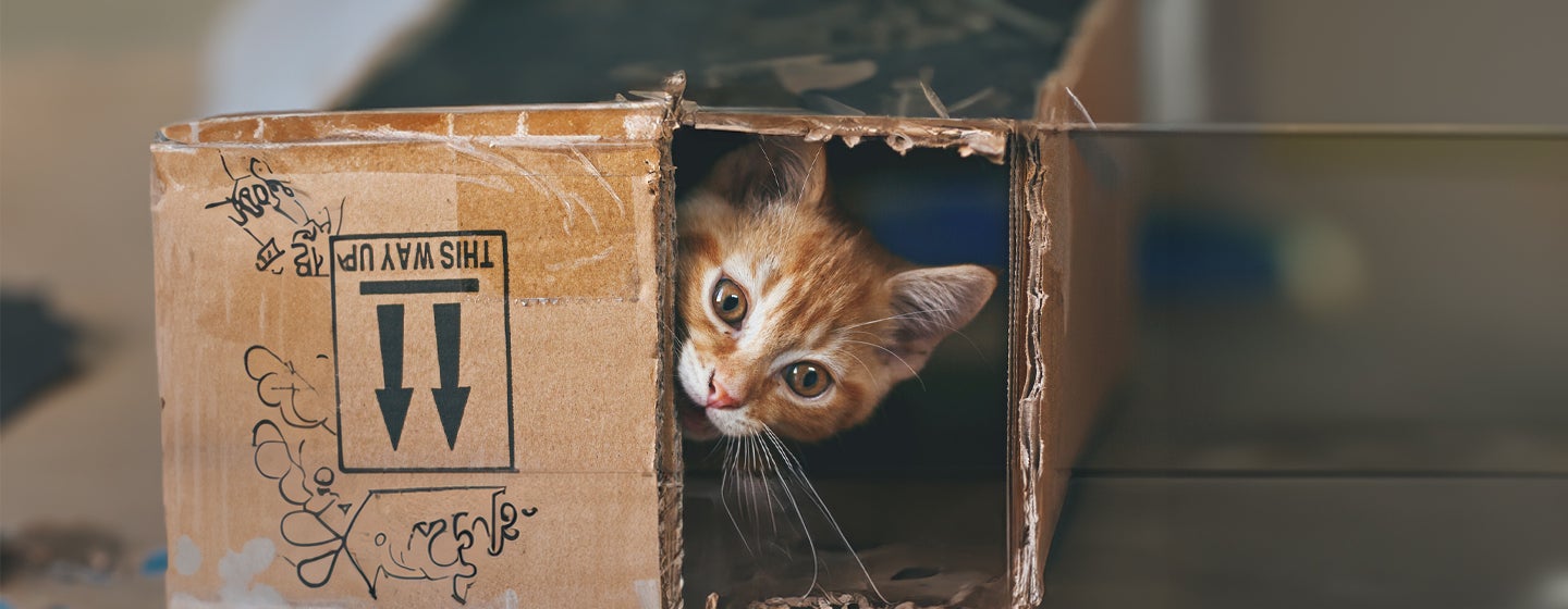 Mental Stimulation for Your Indoor Cat