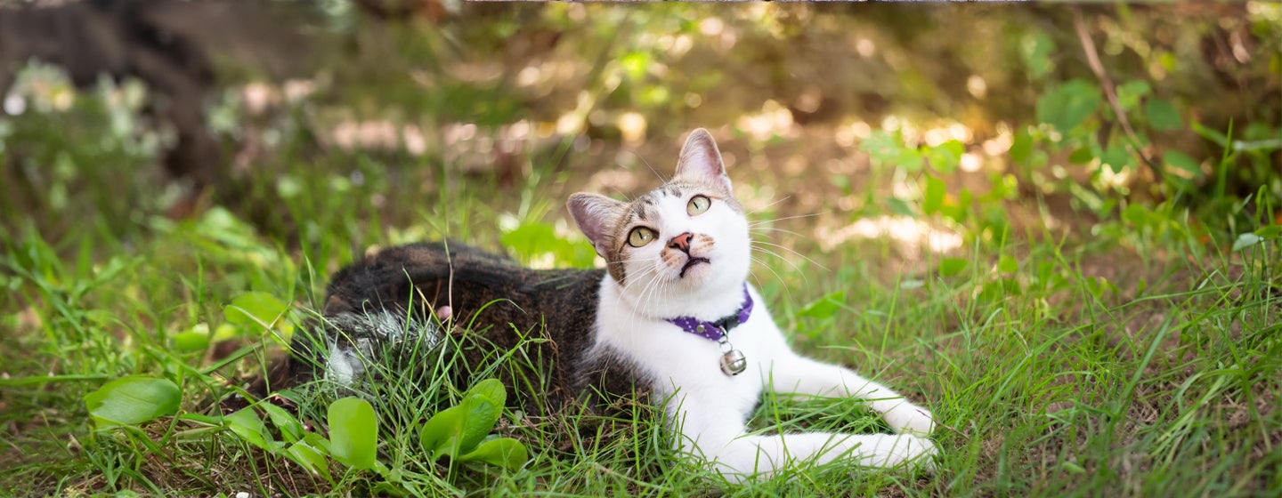 Microchipping Your Cat