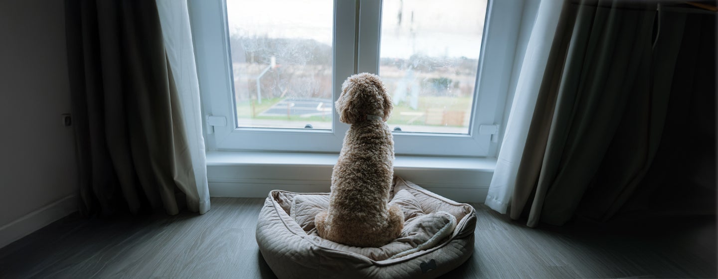 Puppy Separation Anxiety