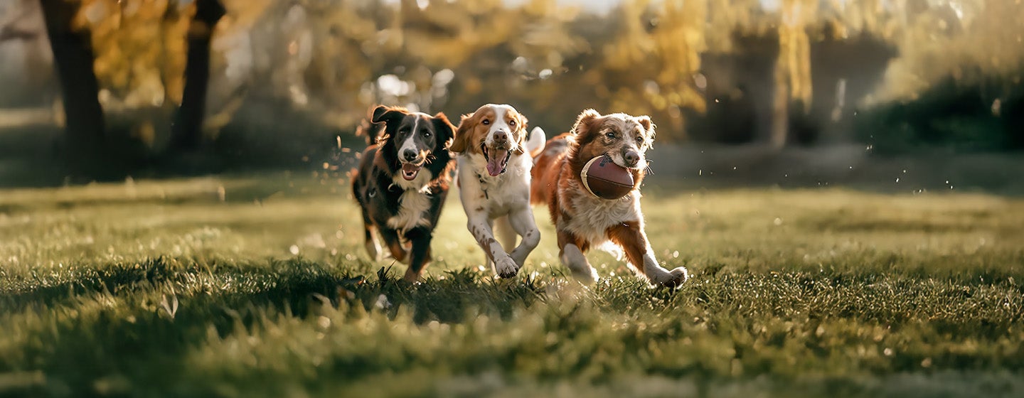 What Is Dog Target Training & How Do You Do It?