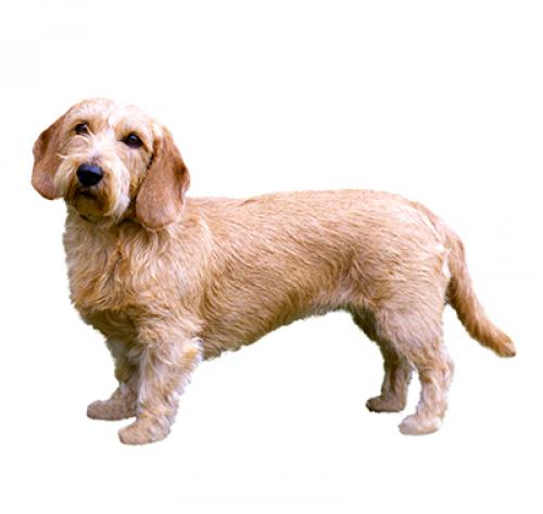 Basset fauve de shop