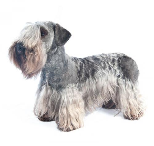 Cesky terrier sales