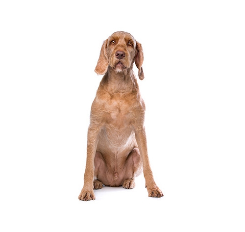 Drahthaar vizsla in deals not