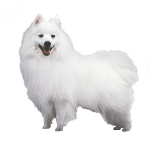 is japanese spitz easy to train