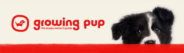 Thinking about getting a puppy?
Join Growing Pup for help from our Purina experts on how to find the right puppy & prepare for your new arrival. And when you find your new pup, tell us a bit more about them to get a discount off one of our puppy ranges and regular personalised puppy advice. 