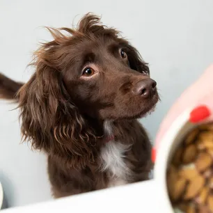 Wet or Dry Dog Food?
