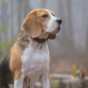 Common Dog Digestive Problems