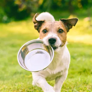 Dog run with food bowl