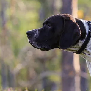 Colitis in Dogs: Symptoms and Treatment