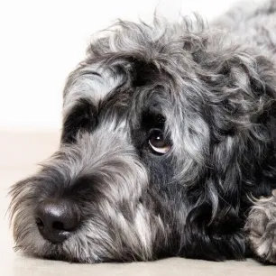 Helping Your Puppy with Puppy Diarrhoea