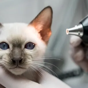 How to Treat Ear Mites in Cats
