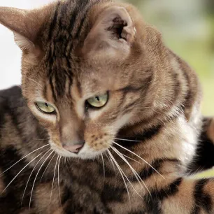 Tapeworms in cats