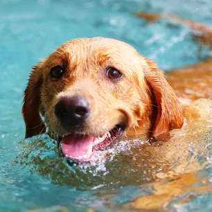 Teaching Dogs and Puppies to Swim: A Guide