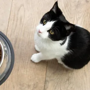 What to Feed a Kitten