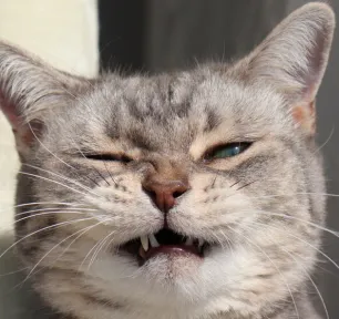 Why Is My Cat Sneezing