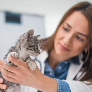 Why Is My New Kitten Not Eating