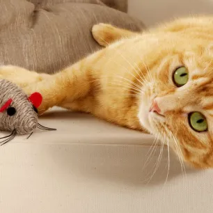 Top 5 Fun Games for Cats