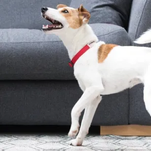 How to Deal with Excessive Dog Barking