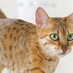 Understanding Cat Spraying and Marking