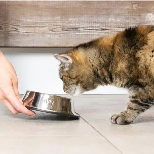 My Cat Is Not Eating - An Owner’s Guide to Fussy Eating Cats