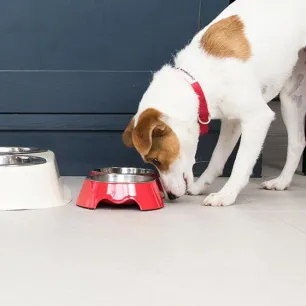 Weaning Puppies - Advice and Tips