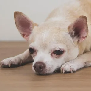 Sensitive Digestion in Dogs