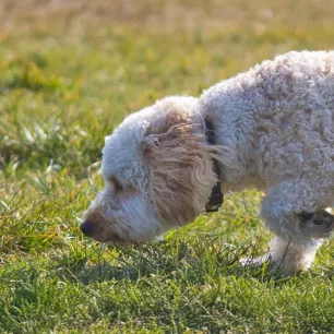 Why Do Dogs Eat Grass and Dirt