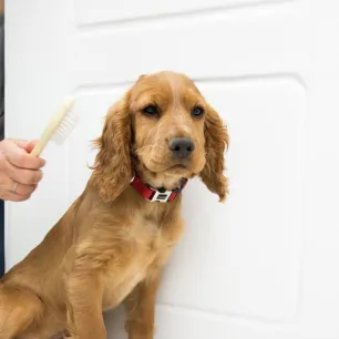 Puppy Grooming and Brushing Basics